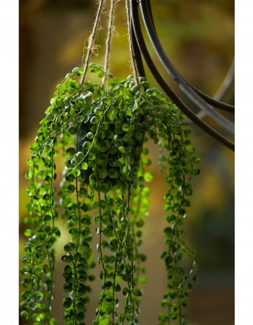 Загрузите изображение в средство просмотра галереи, Emerald Ficus artificial Pumila, tufă suspendată în ghiveci, 60 cm
