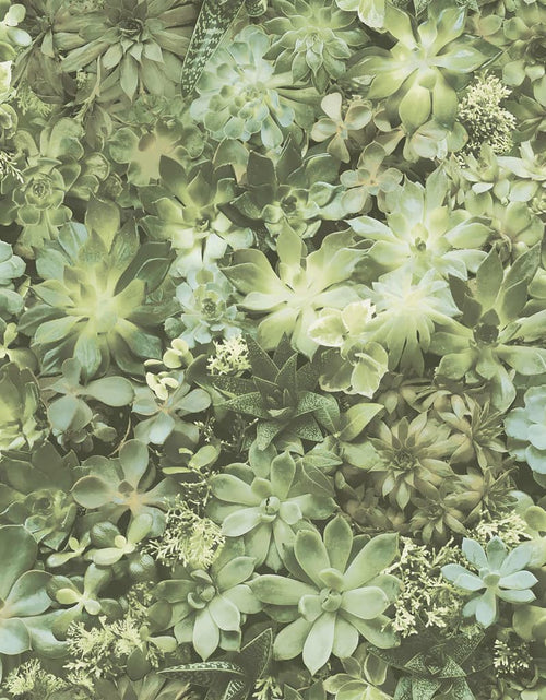 Загрузите изображение в средство просмотра галереи, Noordwand Tapet „Evergreen Succulent”, verde și bej Lando - Lando
