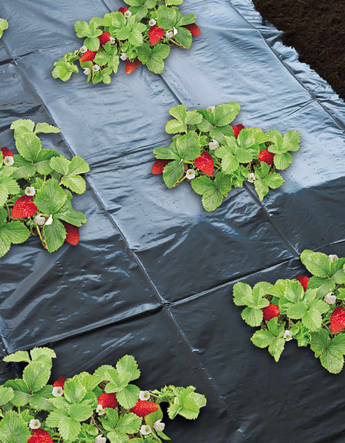 Încărcați imaginea în vizualizatorul Galerie, Nature Folie de mulcire pentru căpșuni, 1,4 x 20 m, 6030231 Lando - Lando
