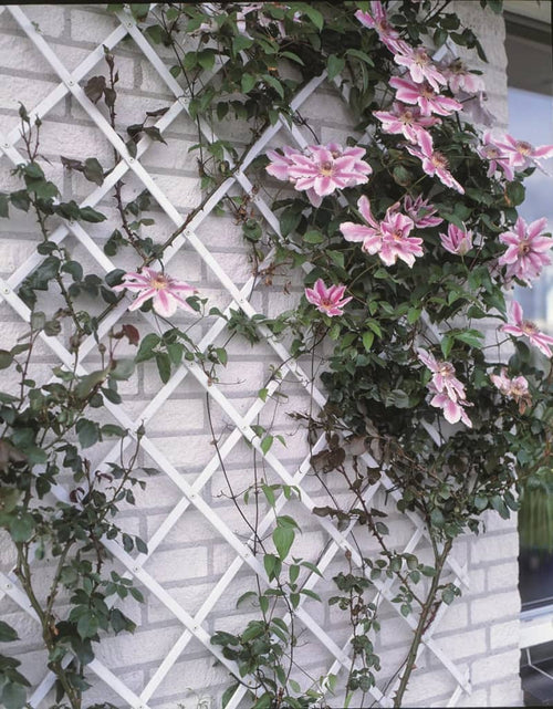 Загрузите изображение в средство просмотра галереи, Nature Gard de grădină tip Trellis, 50 x 150 cm PVC, alb, 6040701 - Lando
