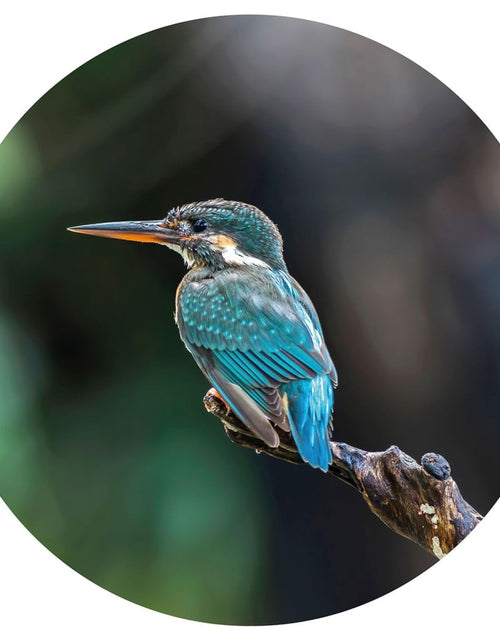 Загрузите изображение в средство просмотра галереи, WallArt Tapet în formă de cerc „The Kingfisher”, 142,5 cm Lando - Lando
